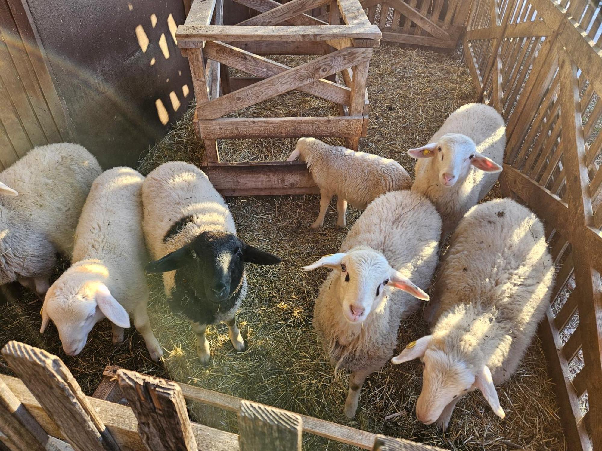 Tourist Farm Pr'Dovar Cerklje na Gorenjskem Εξωτερικό φωτογραφία