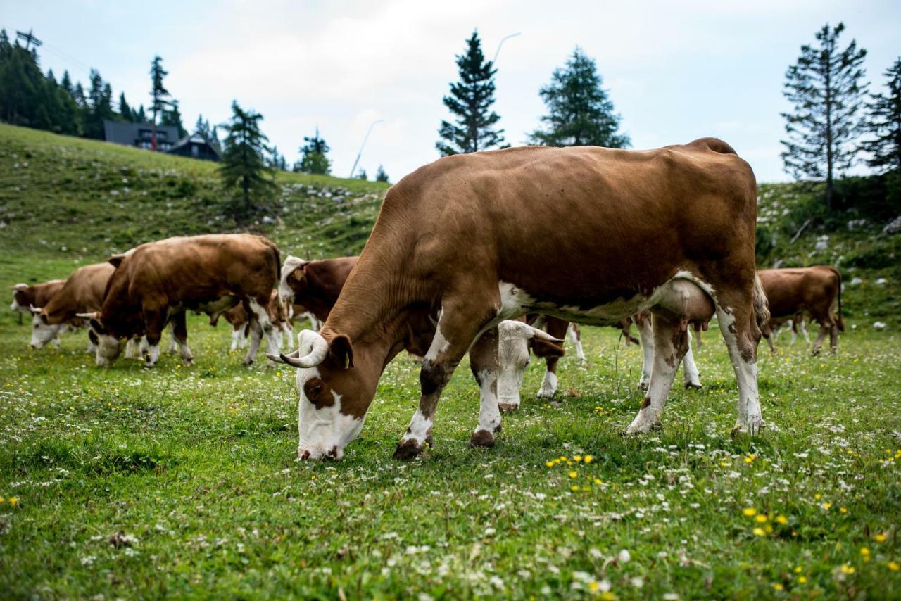 Tourist Farm Pr'Dovar Cerklje na Gorenjskem Εξωτερικό φωτογραφία